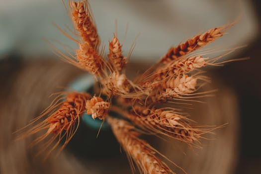 An image of a healthy plant growing from a seed